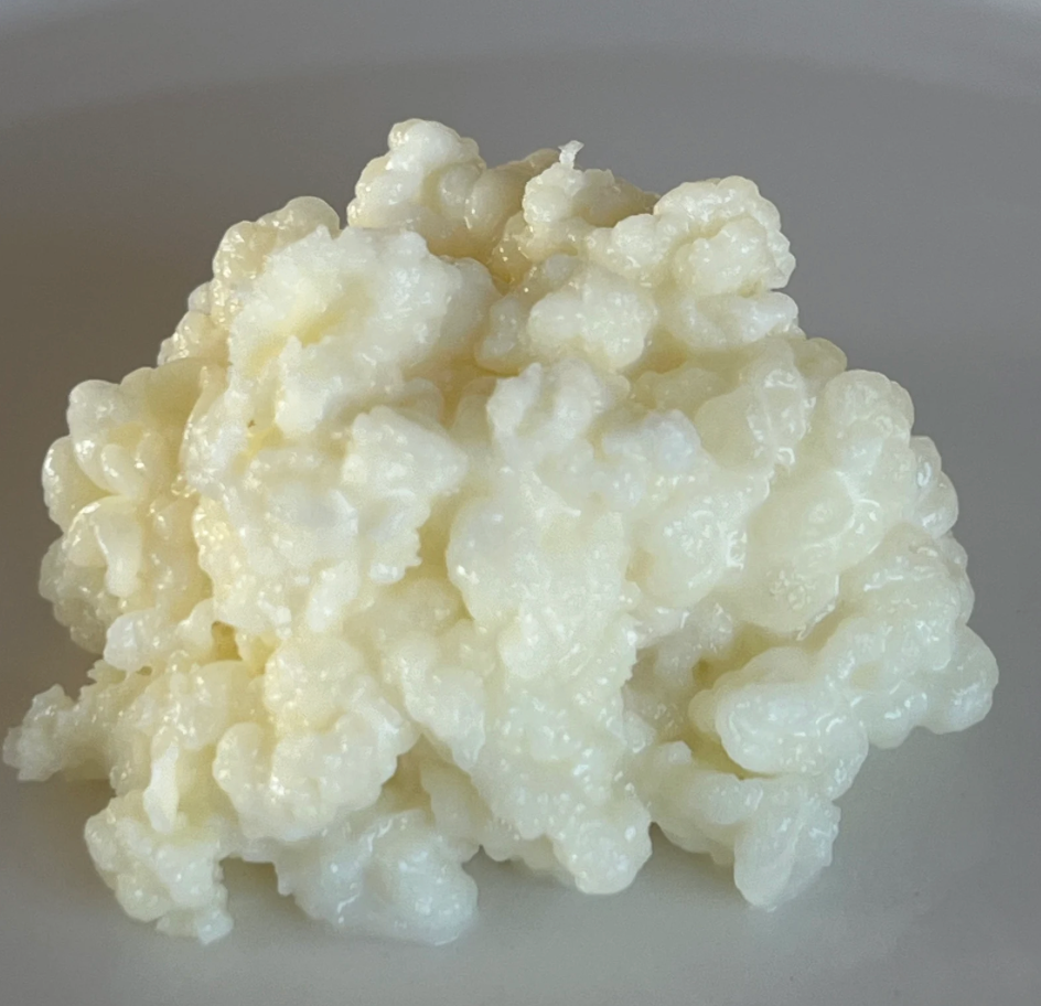 kefirknolle aufbewahren Frische Bio-Kefirknollen für Milchkefir – Hausgemacht, gesund & lecker – Dancing Microbes