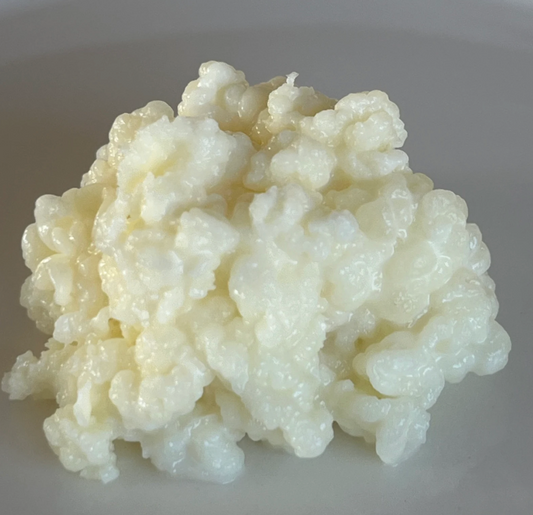 Frische Bio-Kefirknollen für die Herstellung von Milchkefir, probiotisch und gesund