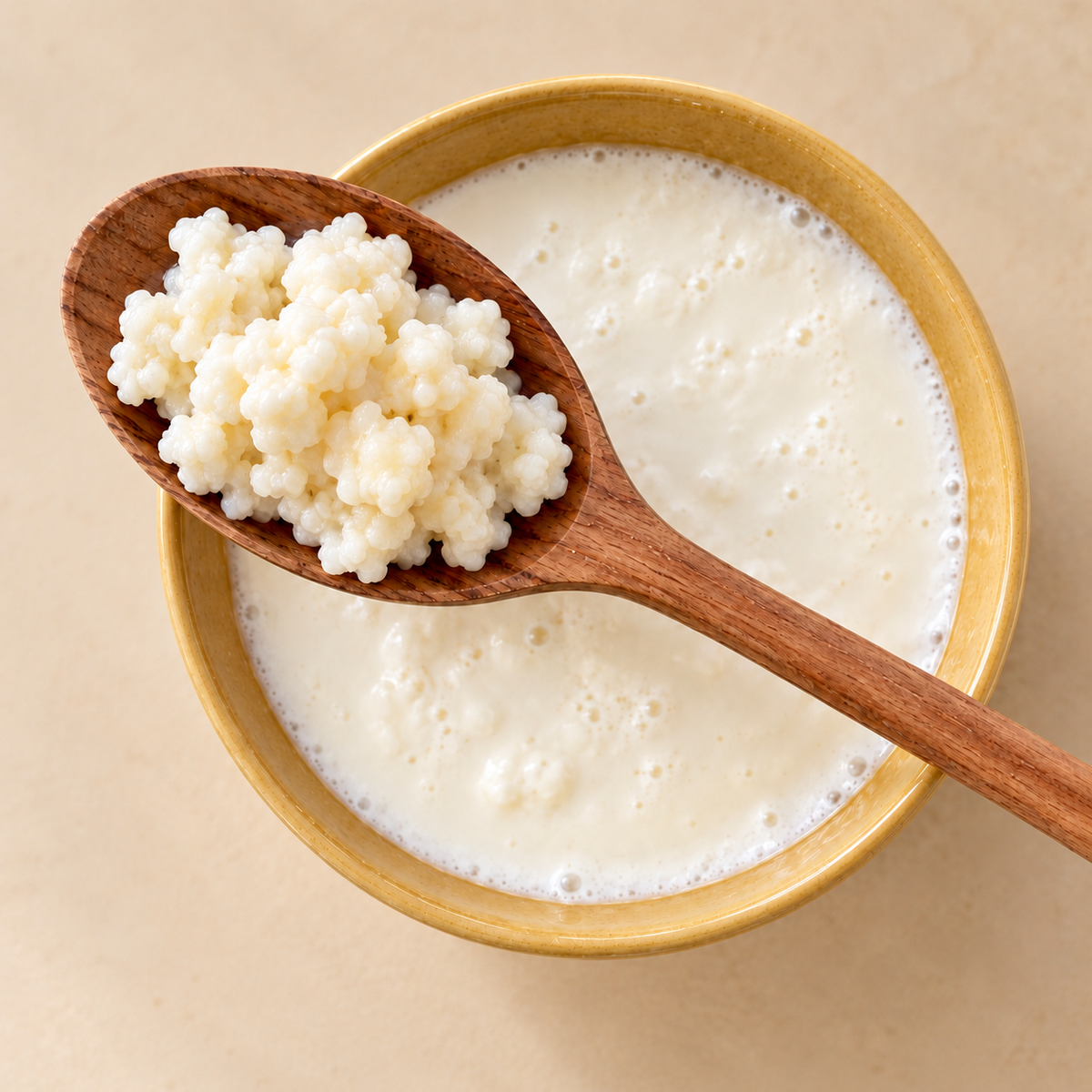 Frische Milchkefirknollen auf einem Holzlöffel über einer Schale mit cremigem Milchkefir.